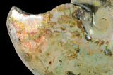 Highly Iridescent Fossil Ammonite (Sphenodiscus) - South Dakota #144816-4